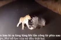 Video: Nhím hạ nhục báo hoa mai bằng chiêu thức độc đáo