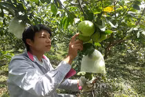Lai Châu: Cất bằng kỹ sư ở nhà trồng ổi lê, 9X lãi 200 triệu/năm