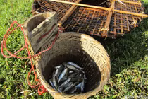 Chiêu độc săn cá suối của trẻ em vùng cao Nghệ An