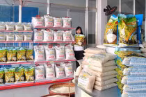 Hành trình lọt Top 3 Gạo ngon nhất thế giới của gạo thơm Sóc Trăng
