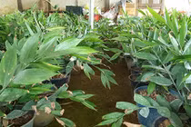 Giống gừng hoang “thơm" mùi bọ xít, bán 500 ngàn/kg