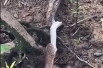 Video: Rắn hổ mang chúa nuốt chửng trăn gấm ở Singapore