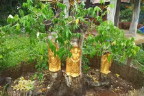Chiêm ngưỡng siêu phẩm Phúc Lộc Thọ được dát vàng trên thân cây