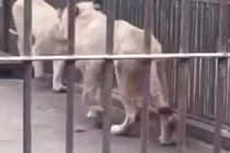 Video: Sư tử tự cắn đứt đuôi để thoát khỏi hố nước đóng băng