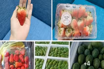 Giám đốc công ty du lịch buôn hoa quả sống qua mùa dịch