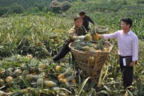 Những lù cở cao hơn đầu người ở “vương quốc” quả nghìn mắt