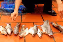 Hành trình săn loài cá dữ chỉ có ở sông Đà