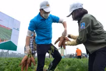 Cận cảnh Hoàng Đức thi nhổ cà rốt tại quê nhà Hải Dương
