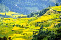 “Mùa vàng” nơi con sông Hồng chảy vào đất Việt