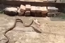 Video: Bị dân xua đuổi, rắn hổ mang thản nhiên “trộm dép” mang đi
