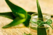 Loài hoa ngàn năm nở một lần, gia chủ ắt phát tài rực rỡ 