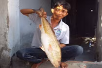 Câu được cá vàng cũng khổ