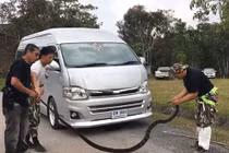 Tóm gọn rắn hổ mang hơn 3,5m trong cốp xe ở Thái Lan
