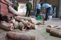 Đà Nẵng bắt 9,1 tấn nghi ngà voi cất giấu tinh vi