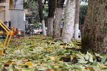 Hàng cây sưa tiền tỷ rụng lá như mưa, người dân hoang mang tìm lý do