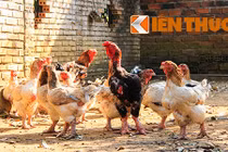 Chưa đến Tết, gà “đại gia” đã bị vét sạch