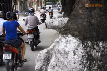 Những cây cổ thụ kỳ dị trên phố Đội Cấn, Hà Nội