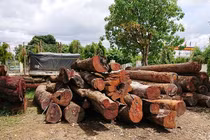 Bắt Đội trưởng kiểm lâm tiếp tay cho Phượng "râu" buôn gỗ lậu