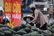 Hà Nội triền miên giải cứu: Những đống dưa hấu khắp vỉa hè