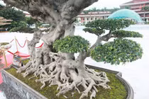 "Siêu cây thuyền rồng” đại gia trả hơn 5 tỷ mới sở hữu được