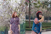 Hoa ban nở rộ giữa lòng Thủ đô thu hút giới trẻ “sống ảo”