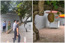 Xuất hiện quả mít “an toàn nhất Việt Nam”, netizen hiến kế bảo vệ