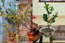 “Cười chảy nước mắt” với loạt cây trưng Tết không thể “giả trân” hơn 