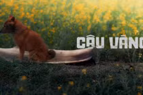 Phim “Cậu Vàng“: Chọn chó Nhật hay chó ta... có nên tranh cãi?