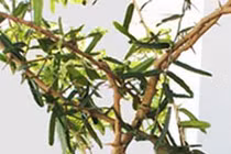 Trồng cây thần xạ, nông dân Gia Lai thu hàng trăm triệu