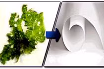 Phát minh hữu ích: Sử dụng tảo làm giấy