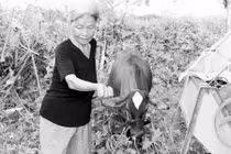  Chuyện con bò đi lạc vào nhà quan và liêm sỉ