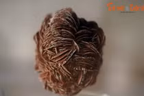 Những mẫu vật kỳ lạ trong bảo tàng ít người biết ở Sài Gòn 