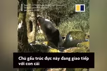 Gấu trúc trồng cây chuối để tìm bạn đời