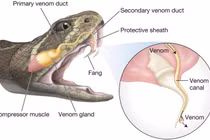 Điều bất ngờ ít người biết về nọc độc của các loài rắn