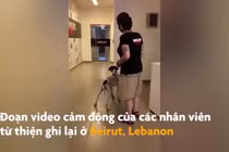 Video: Những chú chó đoàn tụ chủ sau vụ nổ kinh hoàng ở Beirut 
