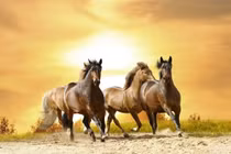 Từ 0h ngày 1/9, 4 con giáp cực xấu, tiền bạc đội nón ra đi