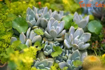 Điều lý thú về cây sen đá người Việt mê như điếu đổ