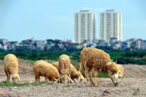 Ngắm đàn cừu nhởn nhơ ở vùng ven Hà Nội 