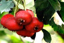 Chỉ cần ngâm giấm các thực phẩm này sẽ trở thành thần dược