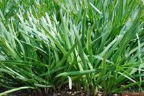 Một số gia vị giúp diệt ung thư 