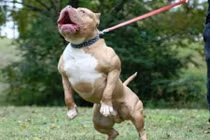 Kinh hoàng chó dữ giết người, làm 1 người nguy kịch