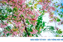 Ngắm loài hoa báo hiệu mùa xuân trên miền cao Tây Bắc