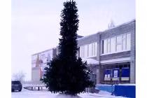Đỏ mặt với cây thông Noel có hình… của quý