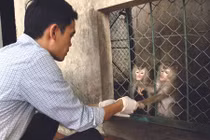 Chuyện làm “ô sin”… cho khỉ giữa Thủ đô