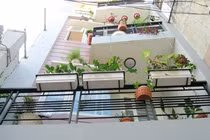 Bất ngờ những loại cây cảnh hóa giải phong thủy xấu ở ban công