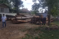 Khởi tố 24 bị can liên quan đến trùm gỗ lậu Phượng “râu”