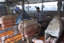Anh nông dân lãi 500 triệu đồng/năm nhờ nuôi lợn