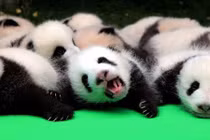 Khó đỡ: Cho gấu trúc xem...phim khiêu dâm để học giao phối