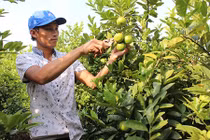 Trồng chanh tứ quý trên gốc bưởi, thu tiền tỷ