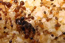 Tuyệt chiêu “thần thánh” giúp nhà bạn sạch bóng kiến